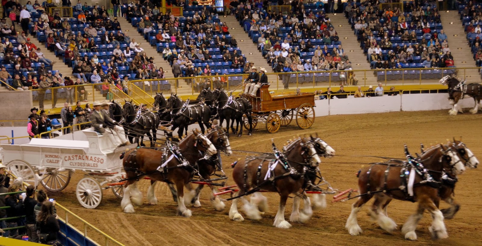 6 Horse Clydesdale Team